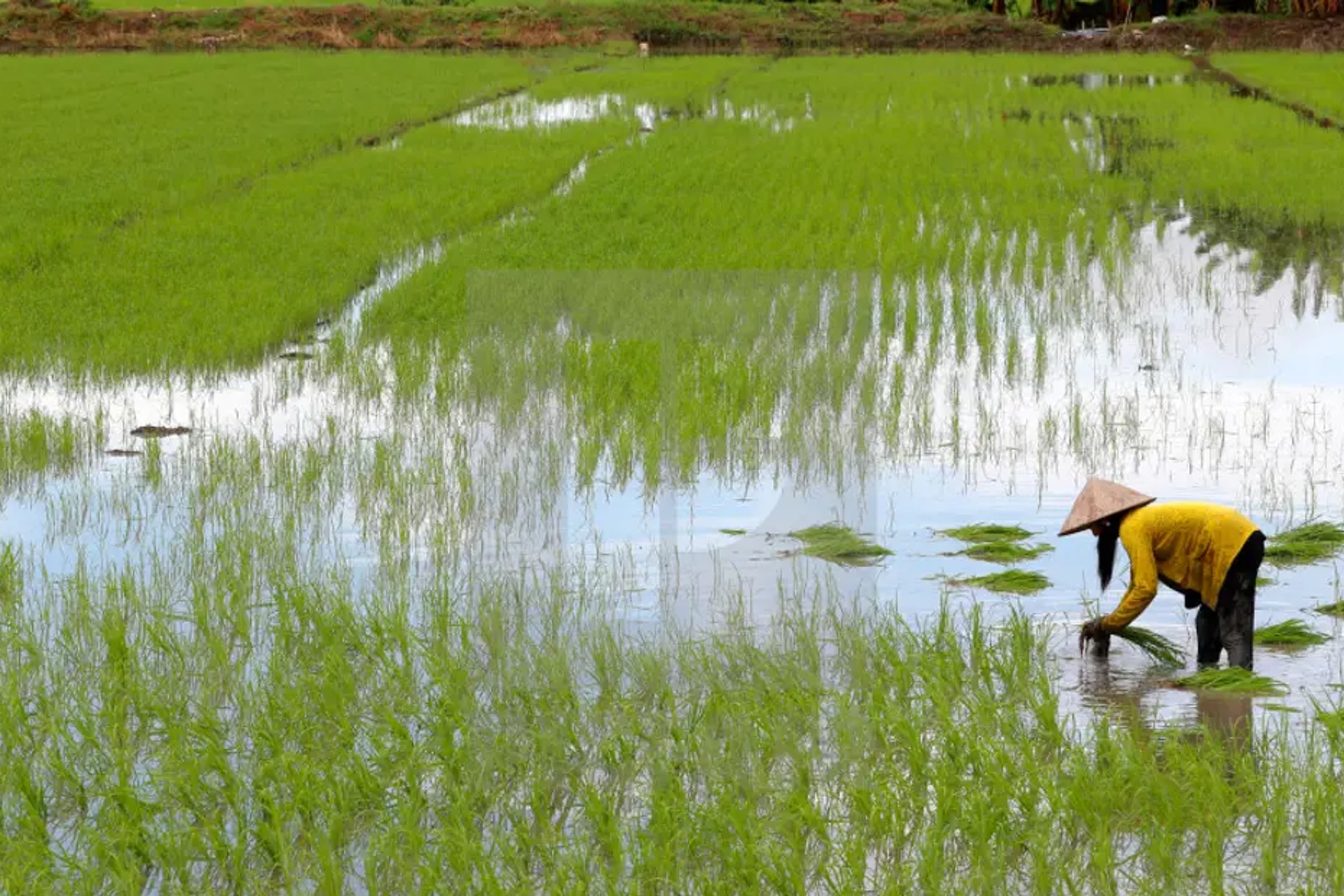 Full-Day Mekong Delta (Cai Be)-Chocolate Factory Visit from Ho Chi Minh City
